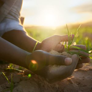 L’agriculture durable au Bénin : comment Agrophyto SA soutient la sécurité alimentaire et le développement local